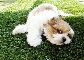 Pets Grass